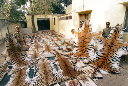 Google gives 5 Million Dollars to WWF for its War against Wildlife Crime
