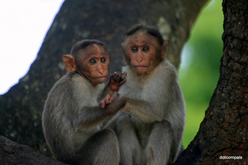 Monkeys of India