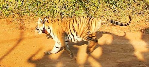 New Adventures Begin for Twins of Ranthambore