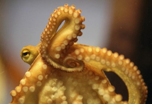 How an Octopus in Kerala backwaters is Puzzling Scientists