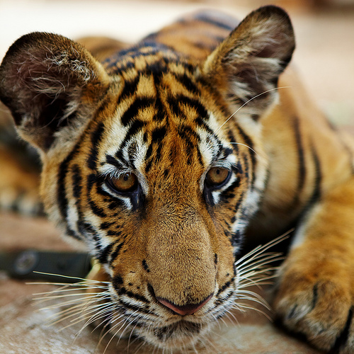 Poor Genes a Threat to Future of Tigers