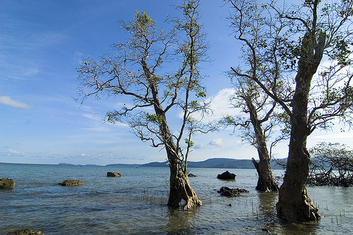 Invasive Species Eating Away Forest Cover Of Andaman Islands