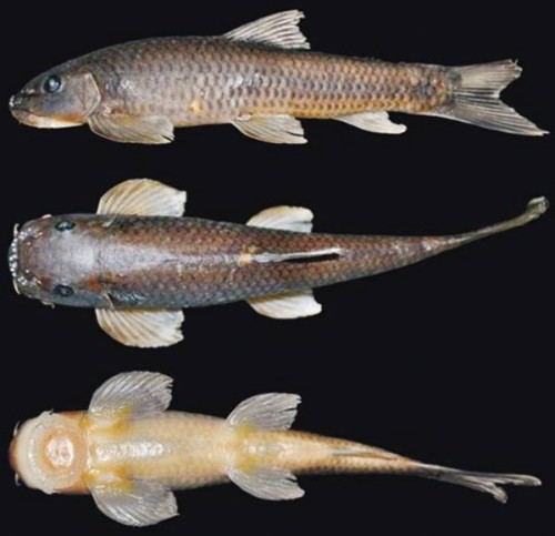 New Fish Species Discovered in Arunachal Pradesh