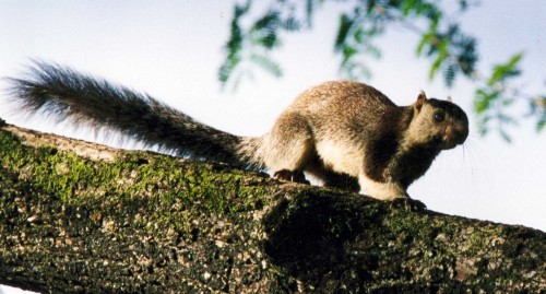 Locals become Guardians of the Grizzled Giant Squirrel