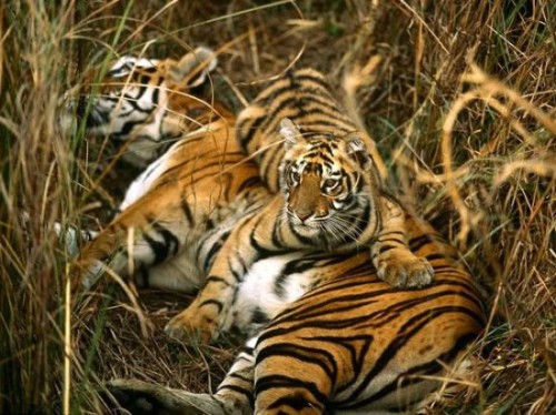Tiger Population Slowly but Steadily On the Rise in Sunderbans