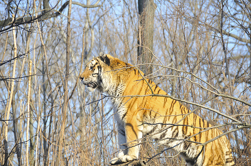 Sundarban Tigers Closely Related to Tigers from Central India