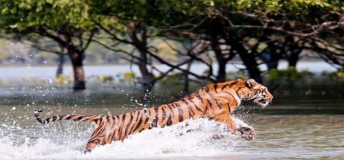 World’s First Mangrove Zoo to be opened in West Bengal