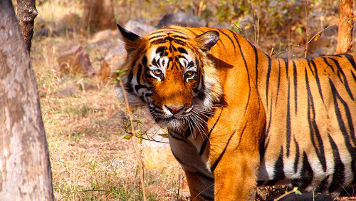 National Tiger Census: India all Set to Count its Tigers from Today