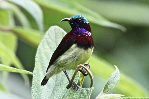 Bird-Lovers Wanted for Maharashtra Bird Census