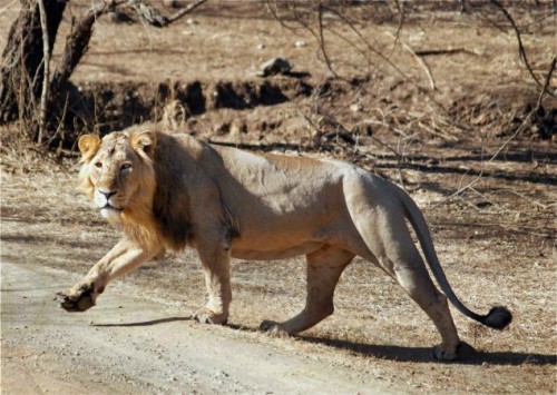 Two Lions Killed by Train in Gujarat