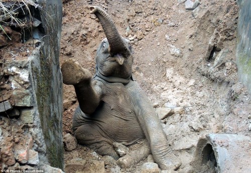 Train Stops to Rescue Baby Elephant that Fell into a Ditch (Photos)