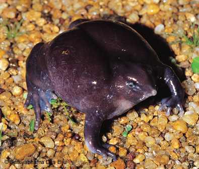 black and purple mountain tree frog