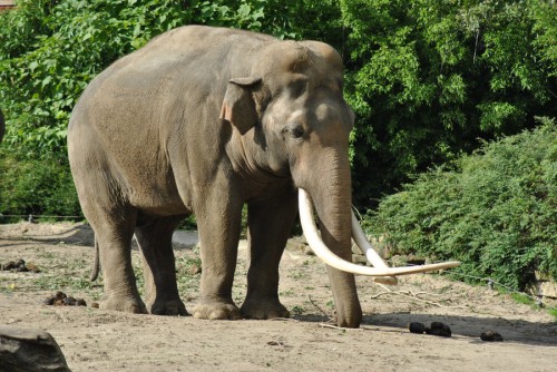 Veerappan’s Ghost Surfaces: New Gang Duplicates Method to Retrieve Elephant Tusks