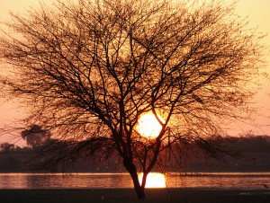 Image of the Day: Thol Lake, Gujarat - India's Endangered