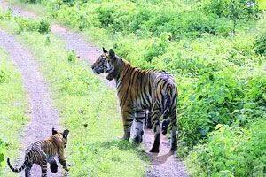 Hand Reared Tigress Gives Birth for the First Time in Panna Tiger Reserve
