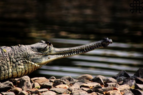 Critically Endangered Gharials Tagged in Hope of Saving the Species