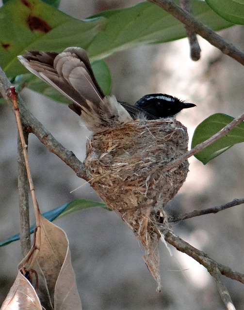 Image of the Day: White throated Fantail Flycatcher, Karnataka