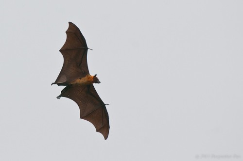 Bats in Karnataka in need of a Saviour