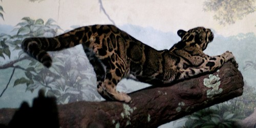 10 Facts About the Clouded Leopard