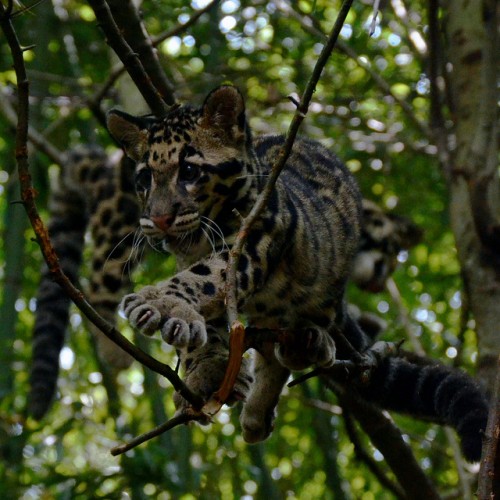 10 Facts About the Clouded Leopard - India's Endangered