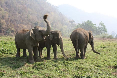 Living With Elephants: Watch How a Brilliant Idea Resolved Human-Elephant Conflict in India