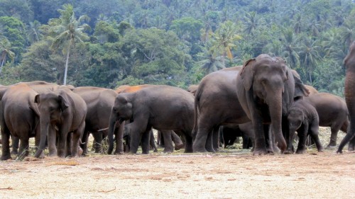 Bengal considering Birth Control to solve Human-Elephant conflict
