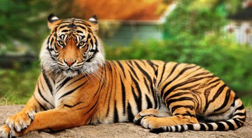 What is the difference between a Sumatran Tiger and a Bengal Tiger?