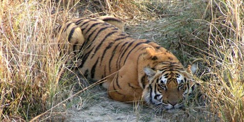 Tigress knocked down by Train in Uttarakhand