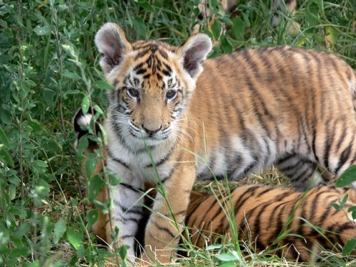 Tiger Numbers on the rise in Andhra Pradesh and Telengana