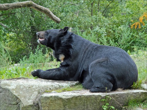 Food for Thought: Asiatic Black Bear