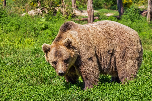 Brown Bears Seen In Kashmir Once Again