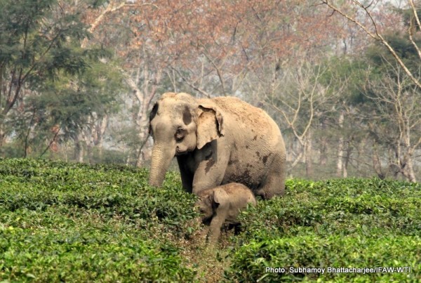 Crowd Make Way For Elephant To Rescue Her Calf