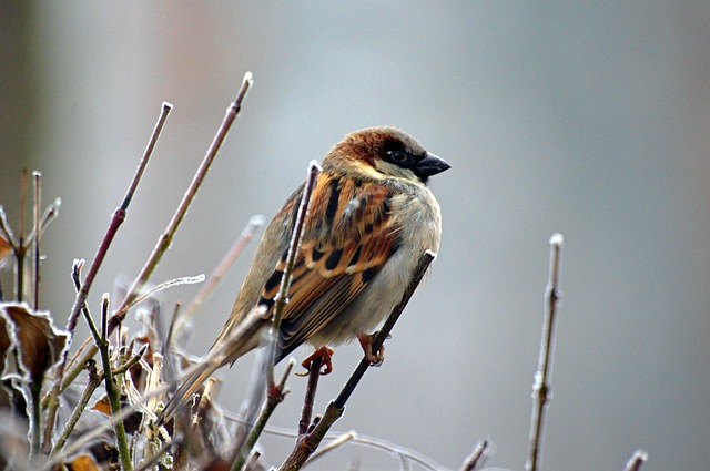 Sparrows Chirp Back In Punjab Hinterland