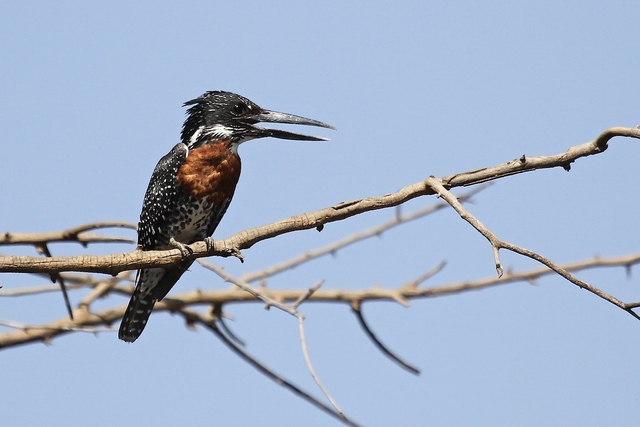 Goa To Host Its First ‘Bird Festival’ In November