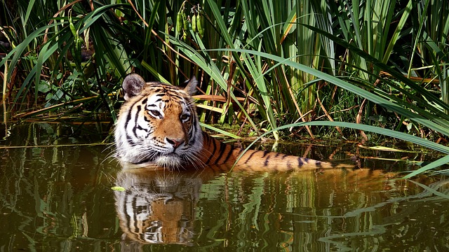 Discovery Communication To Fund And Conserve 1 Million Acre Tiger Habitat
