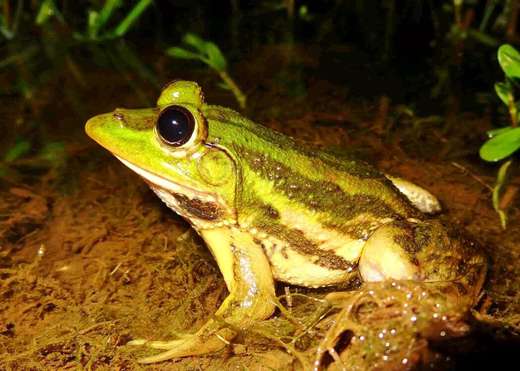 A Kingfisher Turns Into A Frog In The Western Ghats: New Discovery