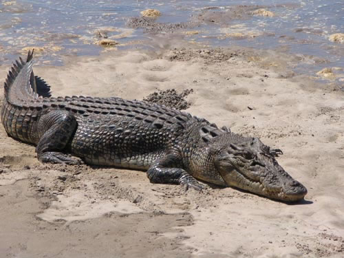 12 White Crocodiles, 1682 Saltwater Crocodiles Found To Inhabit Bhitarkanika National Park, Odisha