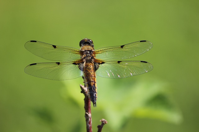 What Is The Difference Between Dragonfly And Damselfly?