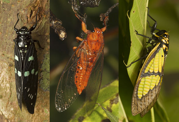 Decoding The Lives Of Mystery Insects