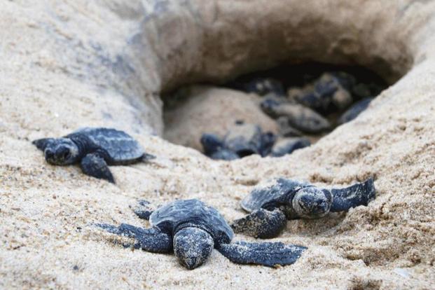 5000 Olive Ridley Turtles Released Along Andhra Pradesh Coasts