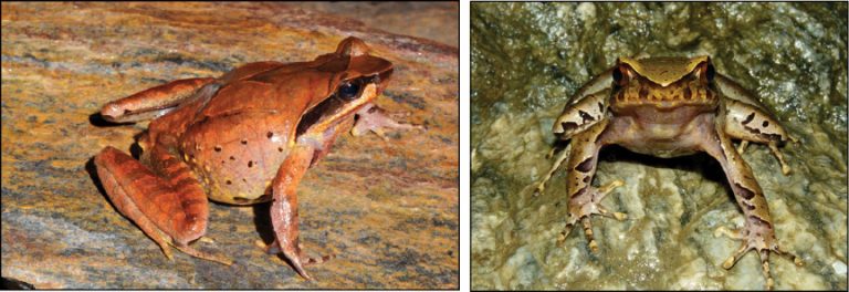 Tracing The Evolutionary History Of Asian Horned Frogs, Without Fossil Records