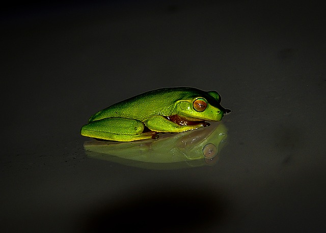 Frogs Have The Unique Ability To See Colours In Extreme Darkness