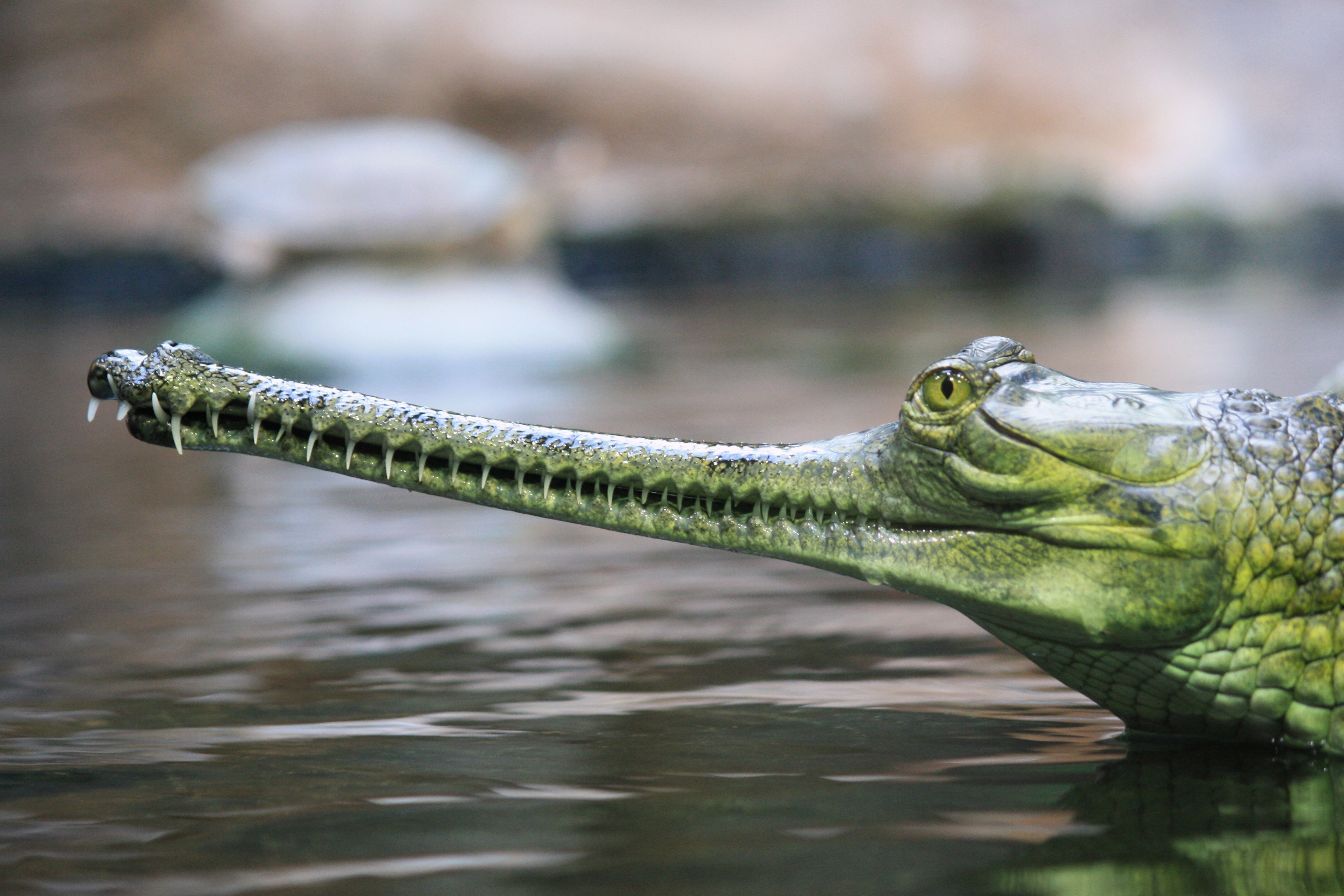 In Conversation With The Gharial