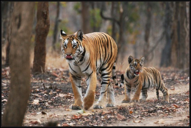 26 Cubs And Counting…Pench Tigress ‘Collarwali’ Gives Birth To 4 More Cubs