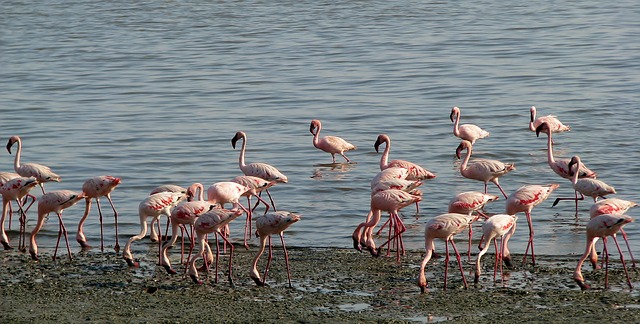 When Will India’s Flamingo Hub Cease To Be A Flamingo Graveyard?
