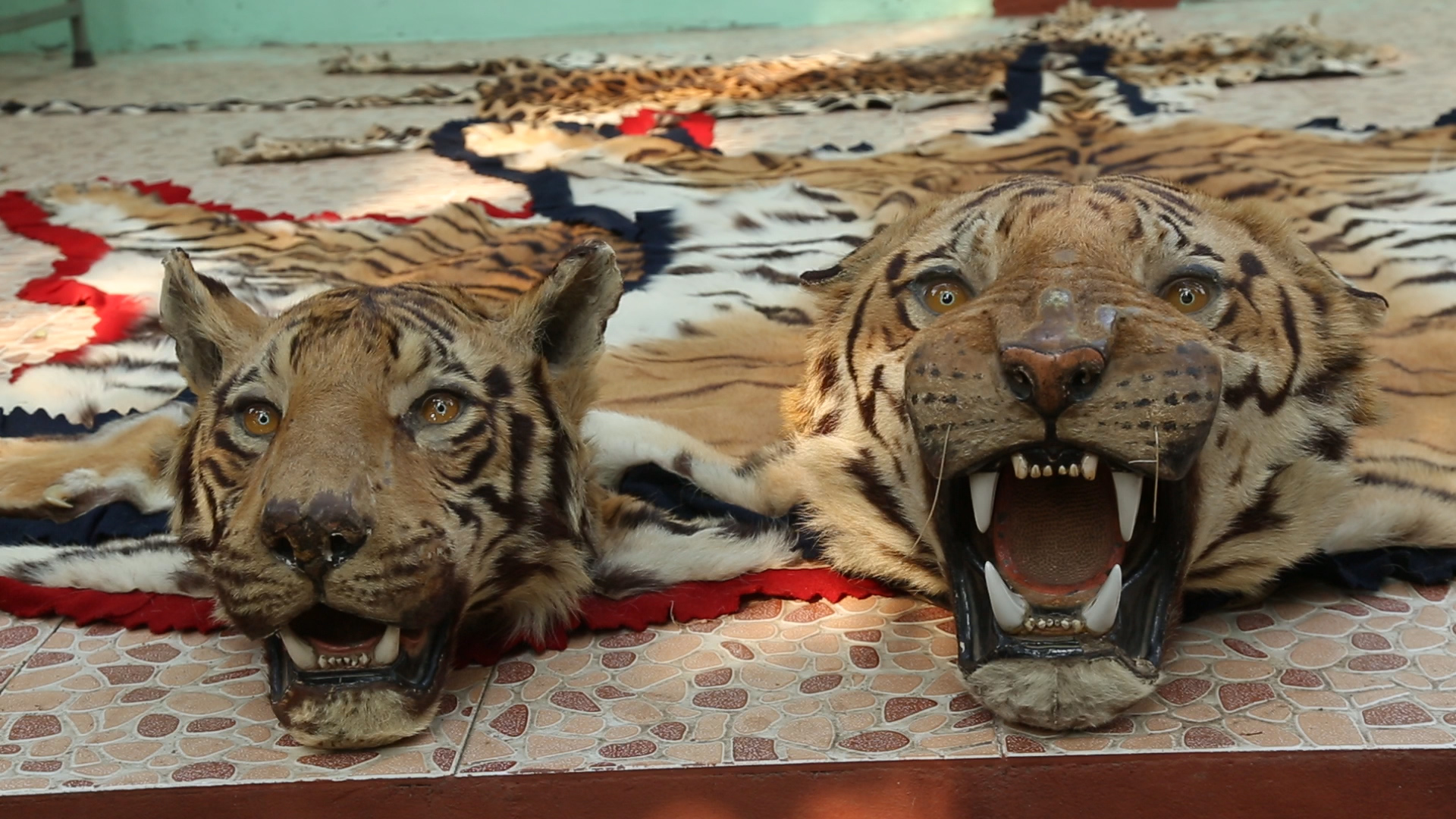 Poacher Guilty of Killing 125 Tigers and 1025 Leopards Convicted