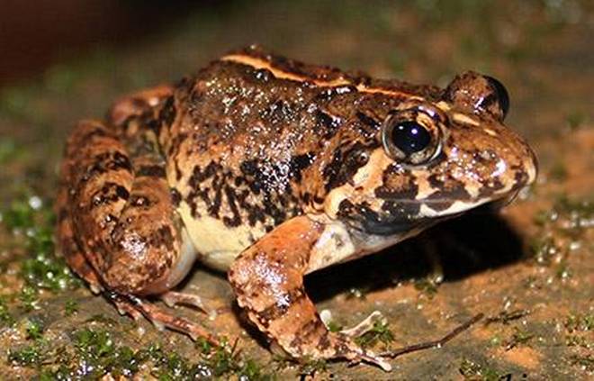 New Frog Species Discovered in Goa