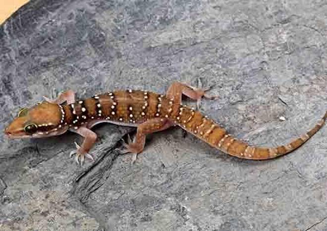 Researchers Describe Two New Lizard Species from India