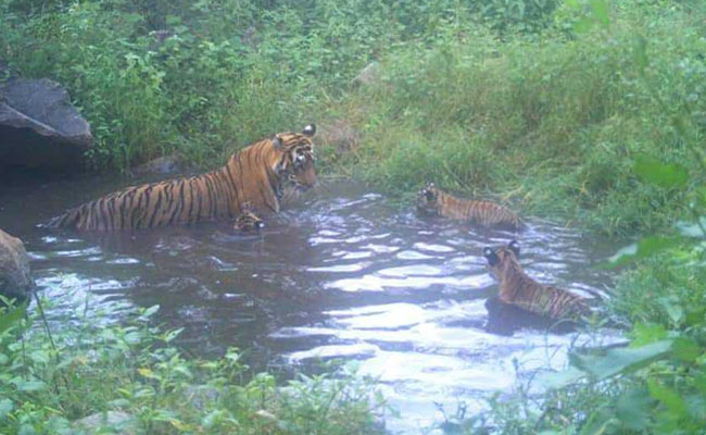 Sariska Tigress Caught on Camera with 3 New Cubs