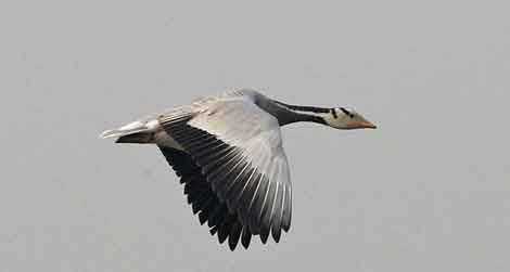 5 Year National Action Plan Announced to Conserve Migratory Birds